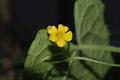 Melothria scabra